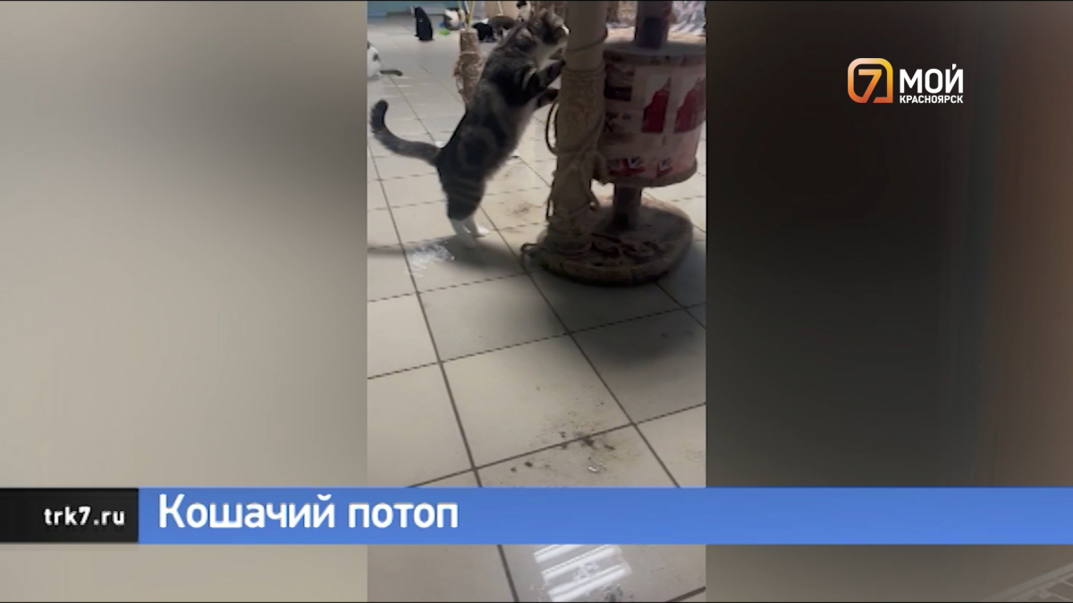 Хозяйка красноярского приюта для кошек рассказала о последствиях потопа