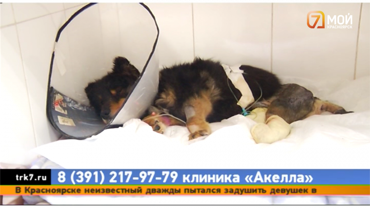 В Красноярске спасают собаку, попавшую в ДТП в Бурятии