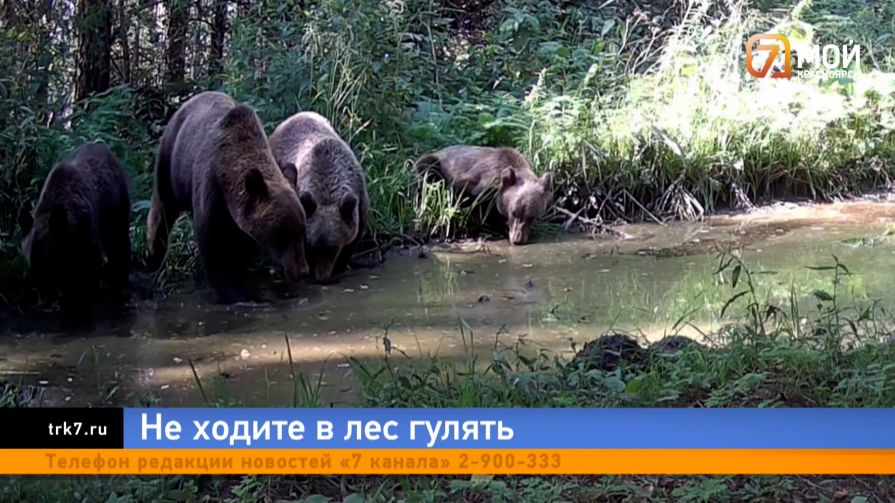 Угроза из леса — массовый выход медведей к популярным туристическим тропам Красноярского края
