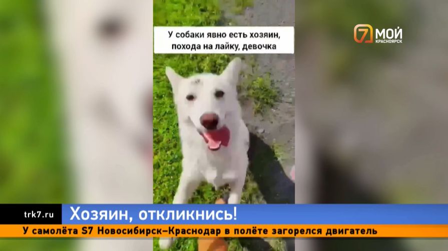 Чья красавица? Под Боготолом нашли породистую белоснежную лайку