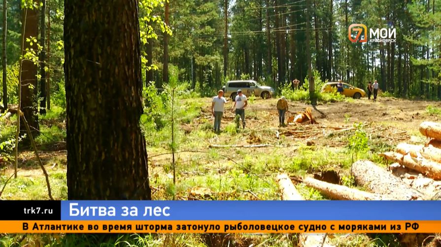 В селе под Красноярском жители прогнали лесоповальщиков из своего соснового бора 