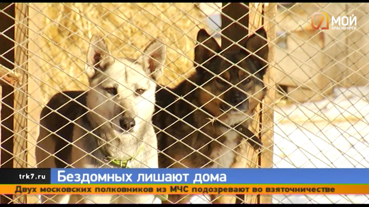 Волонтеры ищут в Красноярске участок для собачьего приюта