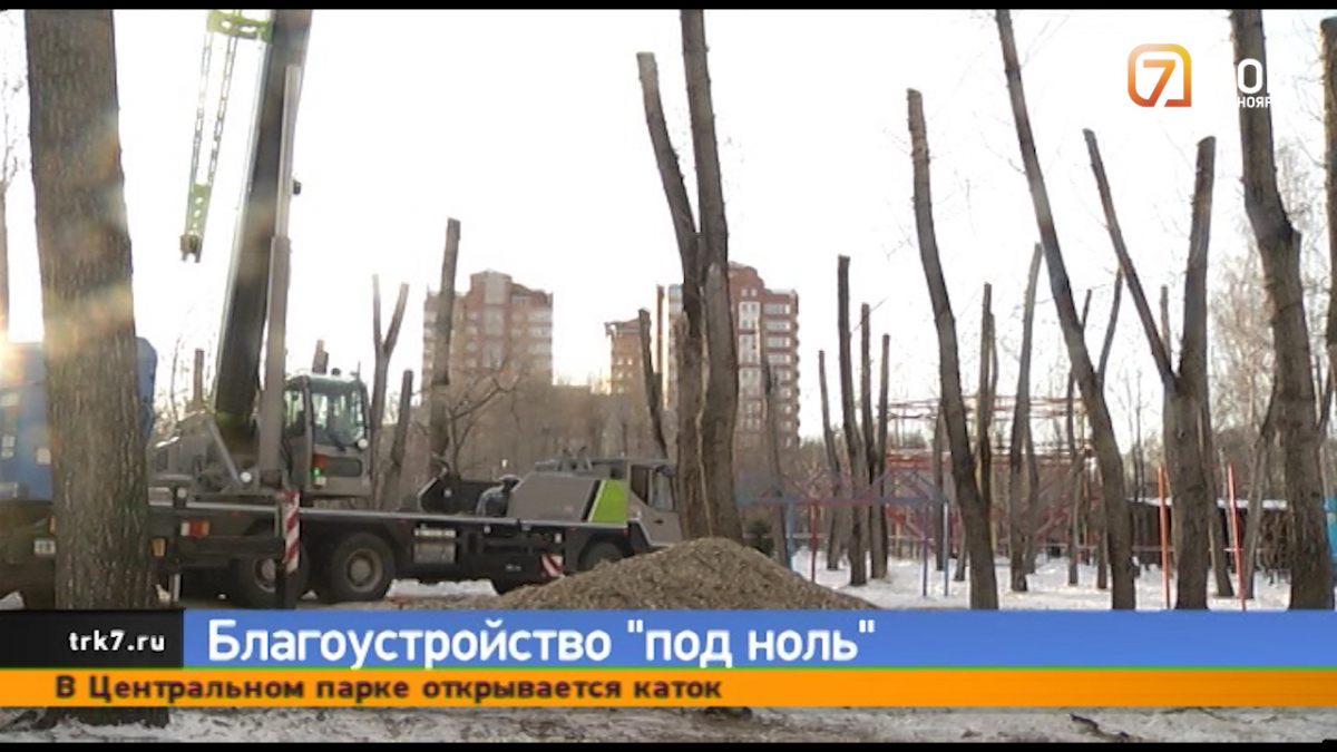 Жители Красноярска возмутились варварской подрезки деревьев в парке «Троя»