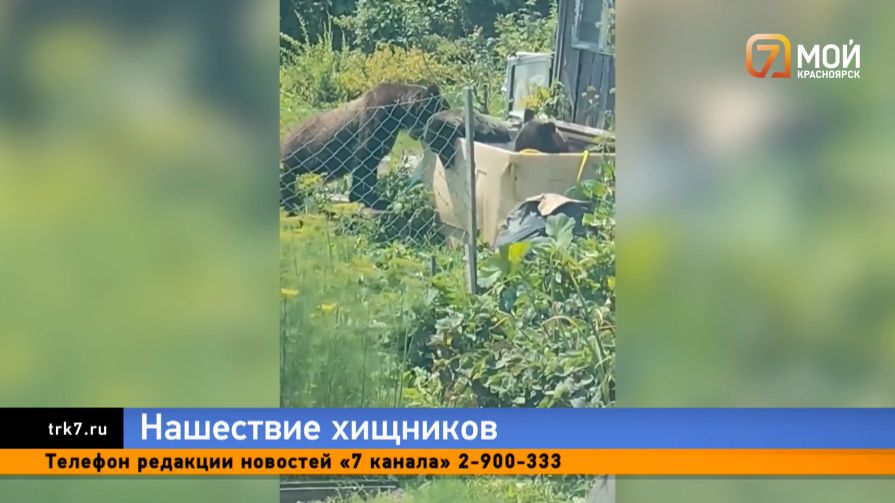 «Я ему пасть порву и моргалы выколю»: красноярцев не пугают медведи на «Столбах»