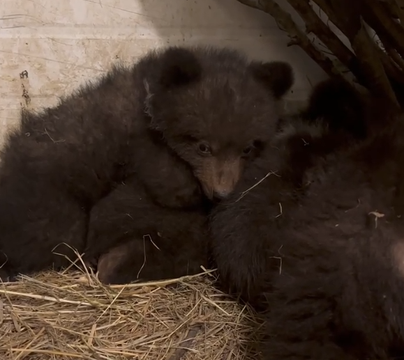 В Красноярске привезенных в центр охраны природы осиротевших медвежат назвали Крестиком и Ноликом 