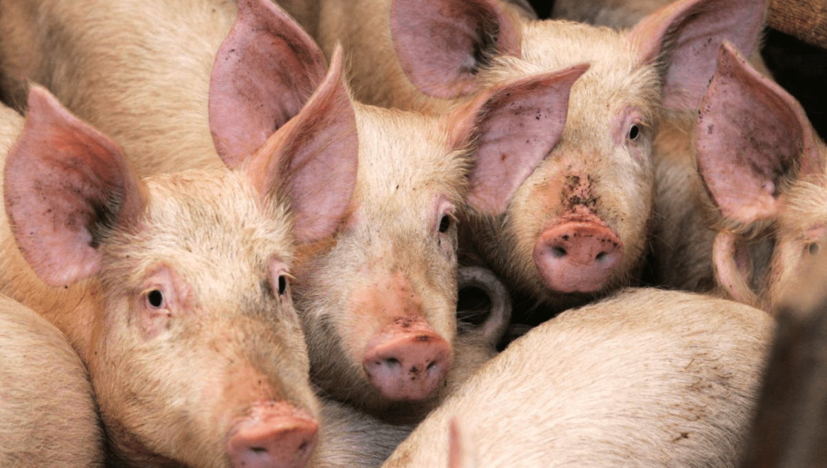 Новый очаг африканской чумы свиней выявили в Минусинске  