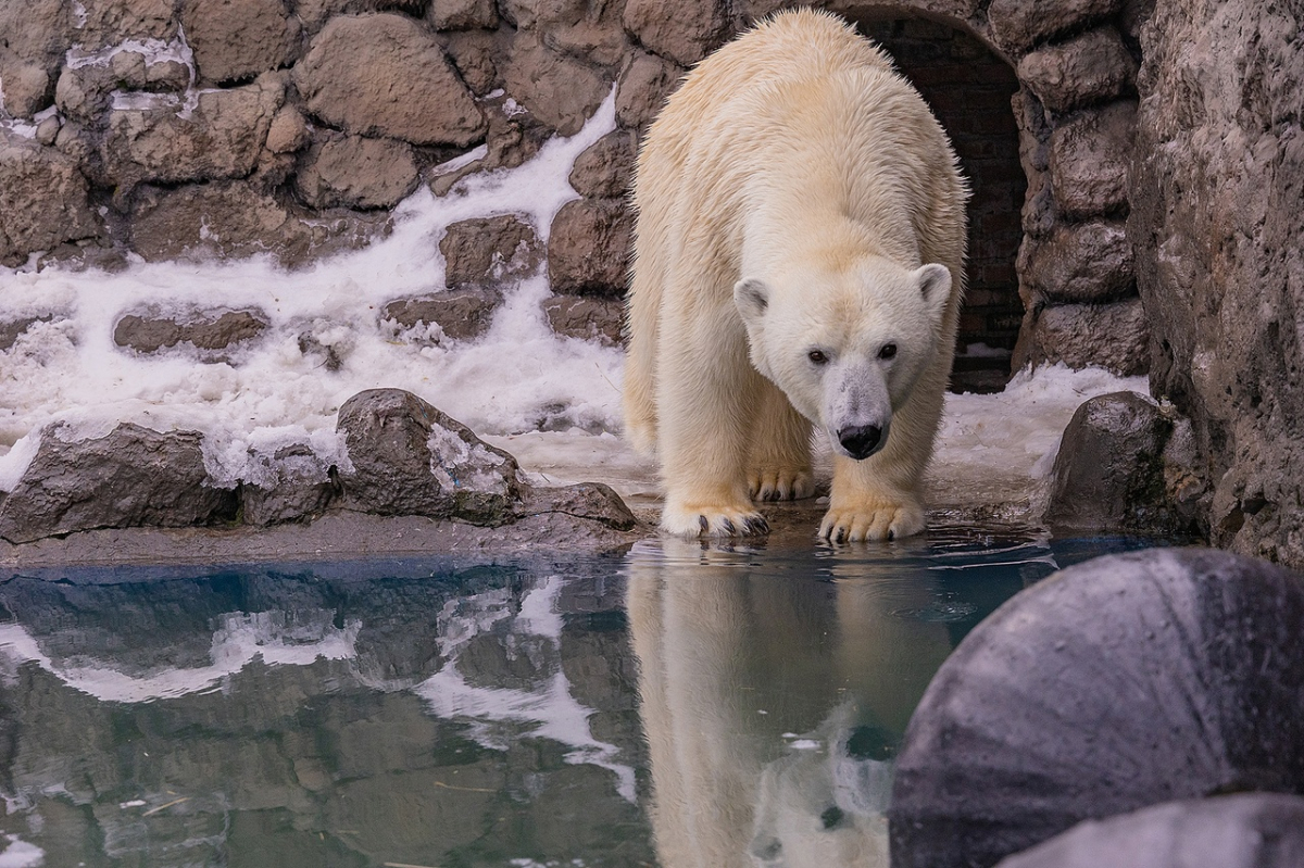 В красноярском зоопарке белые медведи открыли купальный сезон