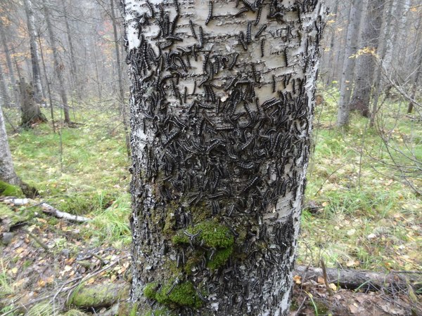 Красноярские пожарные показали апокалиптический мертвый лес после нашествия шелкопряда 