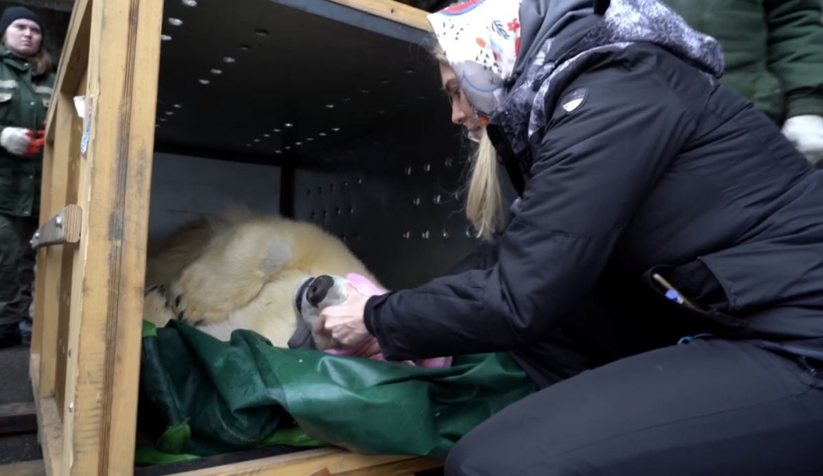 Спасенному в Красноярском крае медведю Диксону удалили больной зуб из-за воспаления 