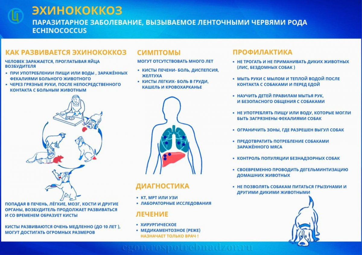 Шесть случаев паразитарного заболевания эхинококкоз выявлено в Красноярском крае 