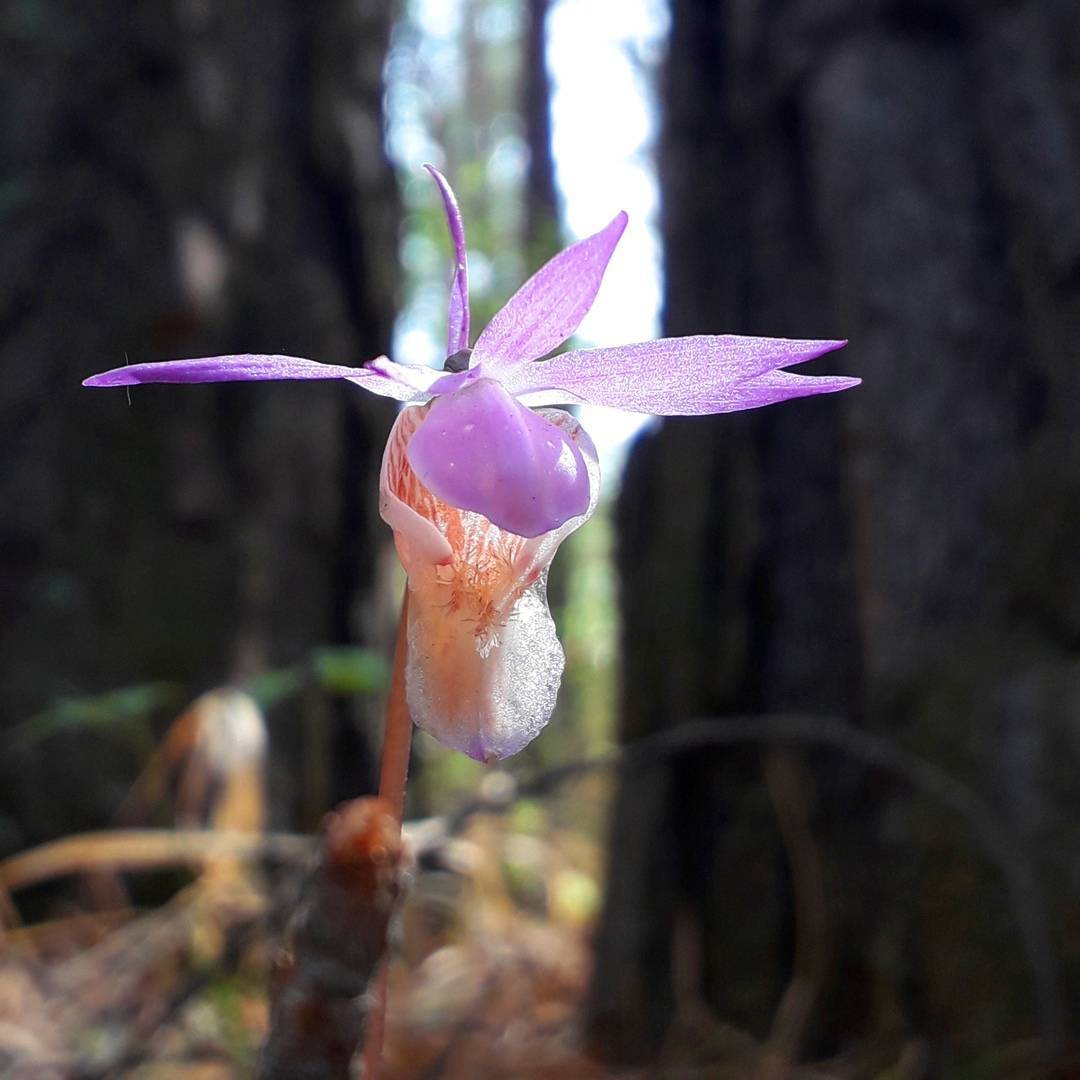 Орхидея Луковичная