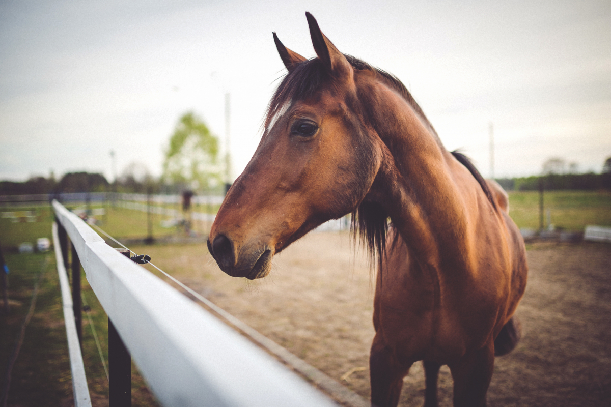 В Красноярском крае лошадей отправят на убой из-за неизлечимой новой инфекции