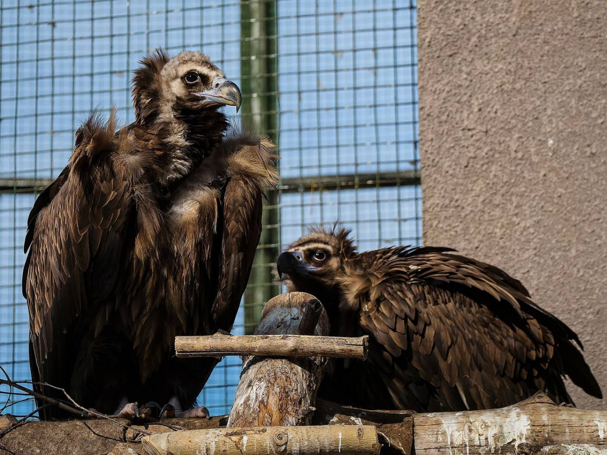 Лиепа и Цескаридзе.jpg