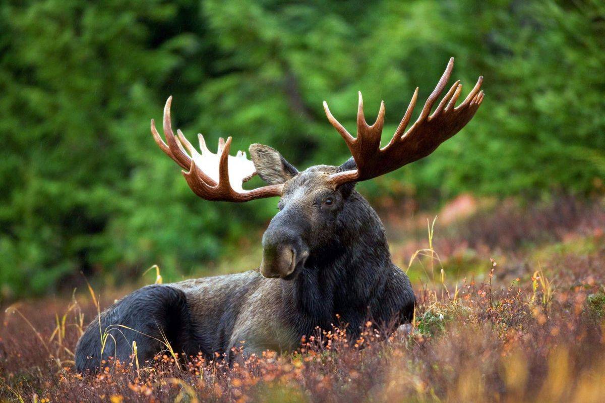 moose-moose-rack-male-bull-76972.jpeg
