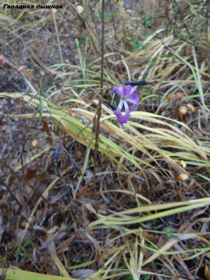 261ae90425bc63b355f976120d887d40.jpg 261ae90425bc63b355f976120d887d40.jpg