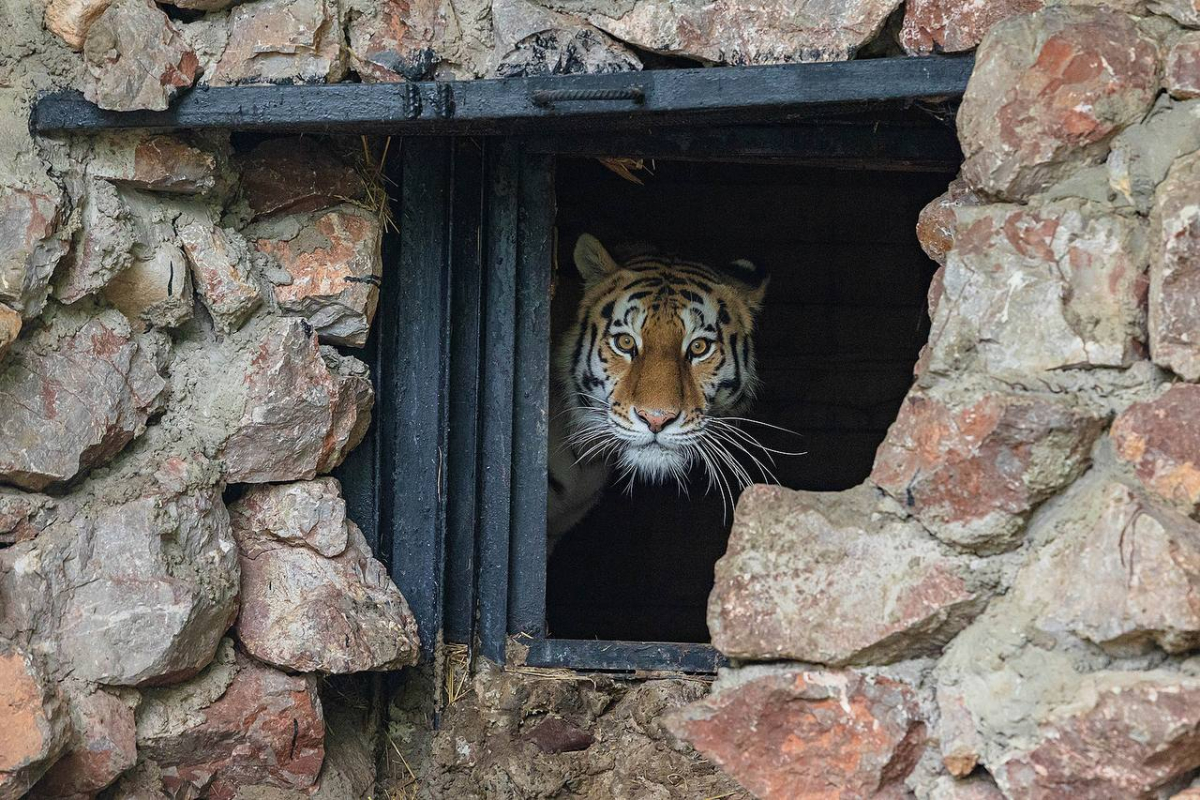 В «Роевом ручье» планируют получить потомство от пары амурских тигров.jpg