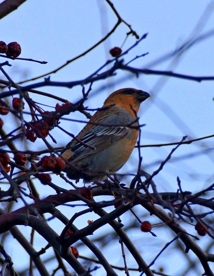 74161172_807859582971502_2928112856199069696_o.jpg 74161172_807859582971502_2928112856199069696_o.jpg