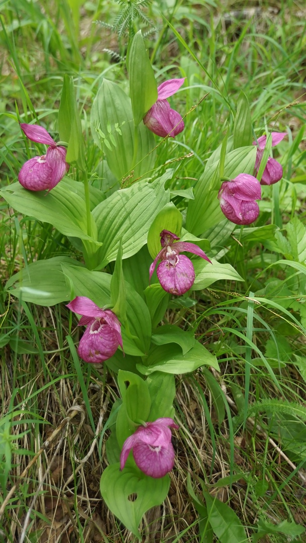 Шушенский_Цветок.jpg Шушенский_Цветок.jpg