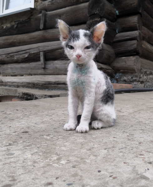 Котёнок спасённый - кот подрал 2.jpg