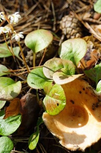 грушанка 1.jpg