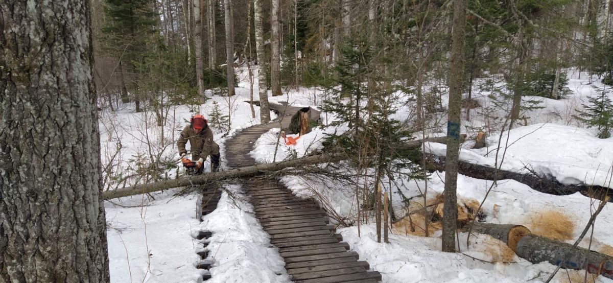 В национальном парке «Красноярские Столбы» спиливают аварийные деревья.jpg