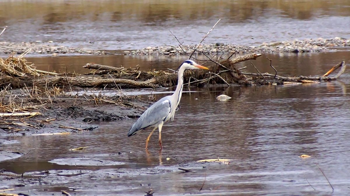 Шушенский_Цапля.jpg Шушенский_Цапля.jpg