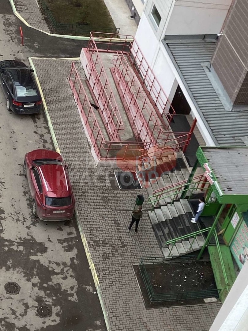 Позже ребята признались, что выкинули питомца с подъездного балкона.jpg
