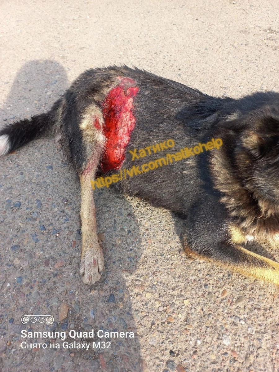 В Красноярске водитель внедорожника протащил несколько метров сбитую им беременную собаку.jpg