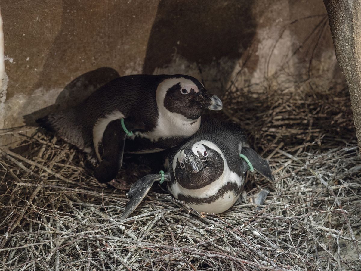 Так взрослые пингвины прячут от постороних глаз своих птенцов.jpg