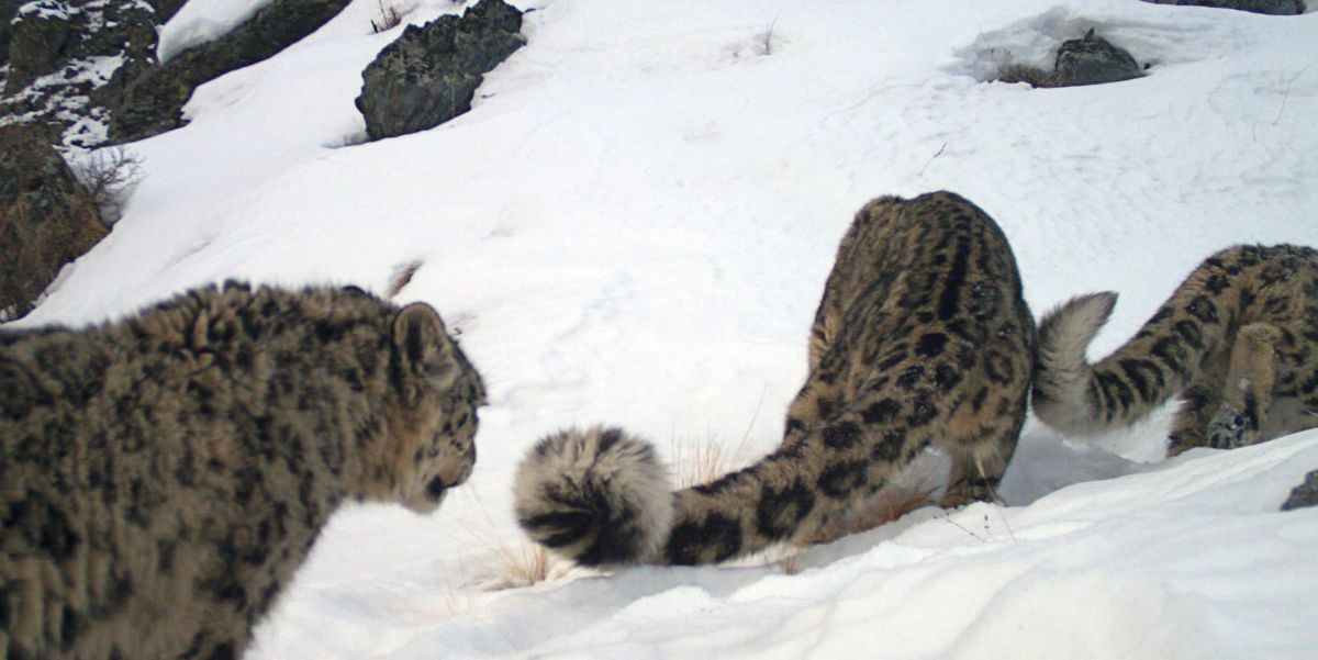 В заповеднике Красноярского края показали подросшее потомство снежного барса.jpg
