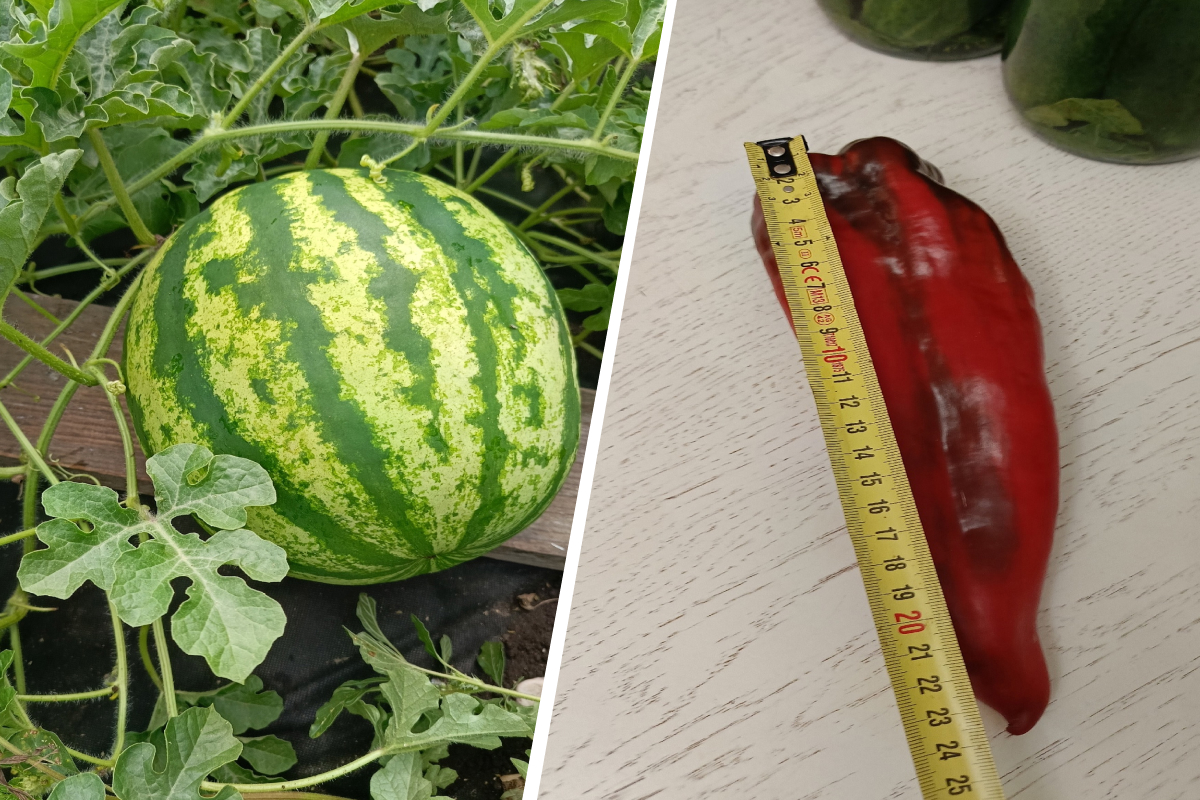 Наклонный двойной (4).jpg