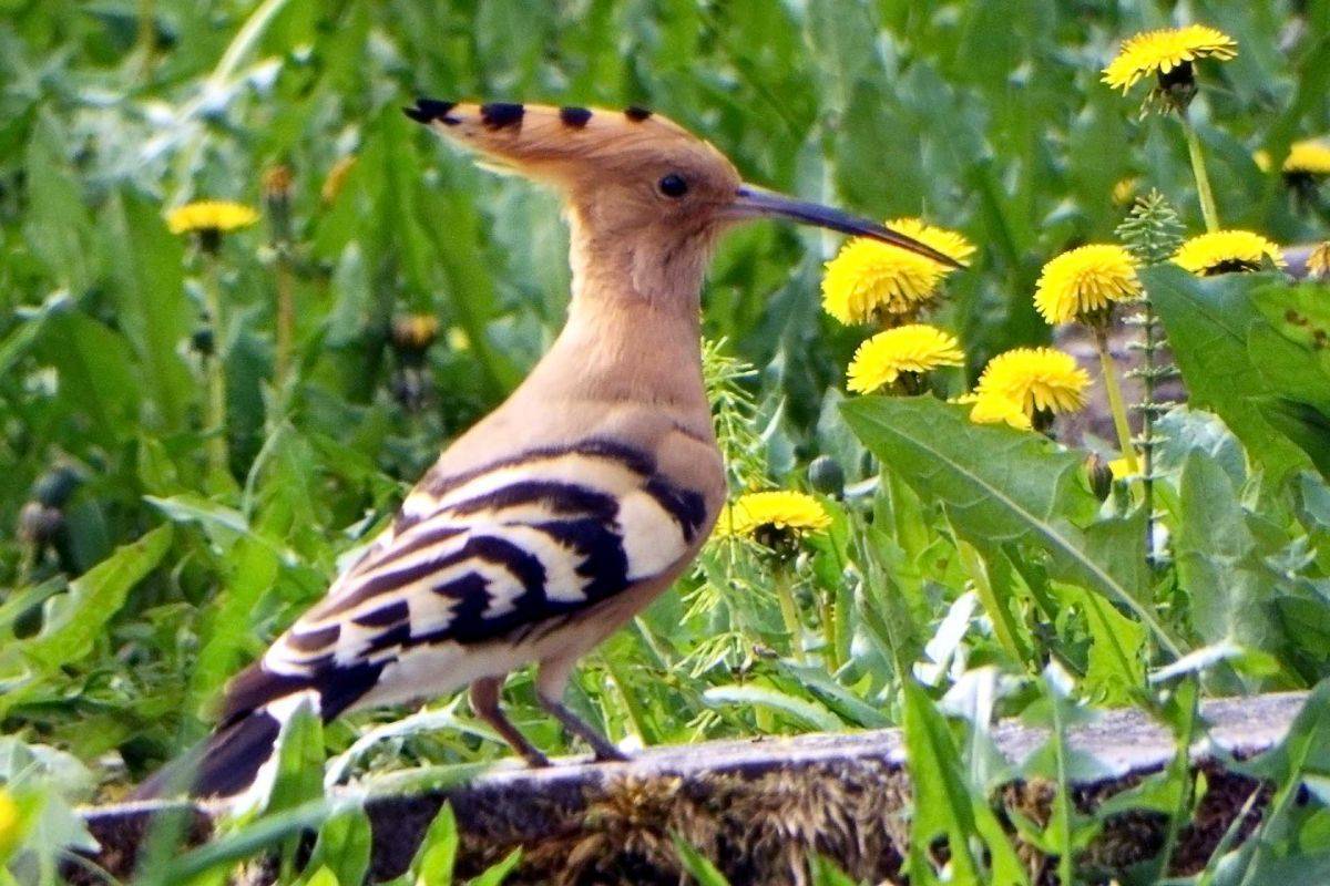 Gsz3sVjykLM.jpg Gsz3sVjykLM.jpg