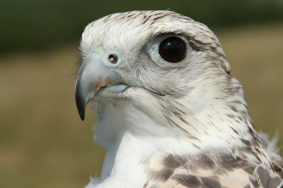 gyrfalcon-1900325_1920.jpg