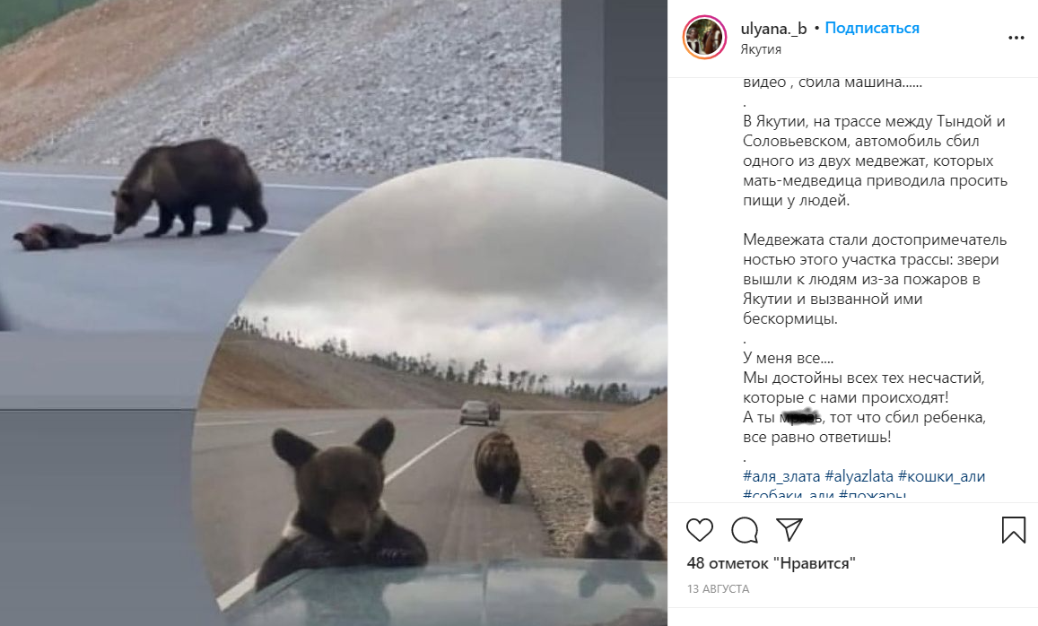 В Якутии дальнобойщики сняли на видео, как семейство медведей вышло на трассу в поисках еды. Позже одного из медвежат сбила машина.png