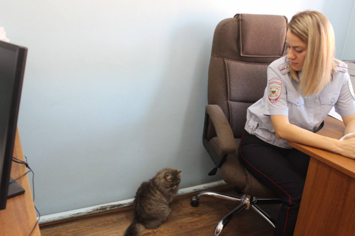 В г. Енисейск сотрудница полиции помогла потерявшейся кошке найти её хозяйку.jpg