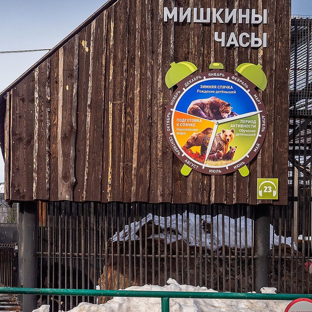 В красноярском зоопарке установили «Мишкины часы».jpg