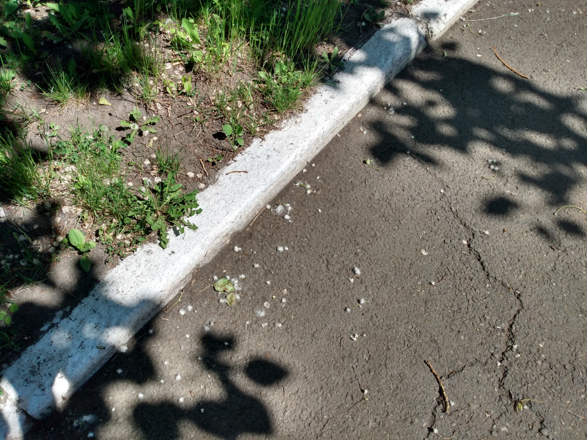 IMG_20250605_115100147_HDR.jpg IMG_20250605_115100147_HDR.jpg