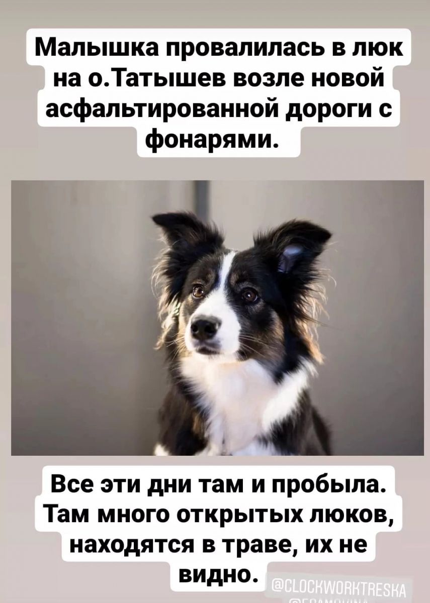 На острове Татышев в открытый люк угодила собака поисковиков.jpg