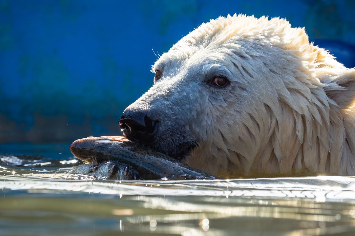 Красноярцев приглашают в «Роев ручей» посмотреть на рыбалку белых медведей.jpg