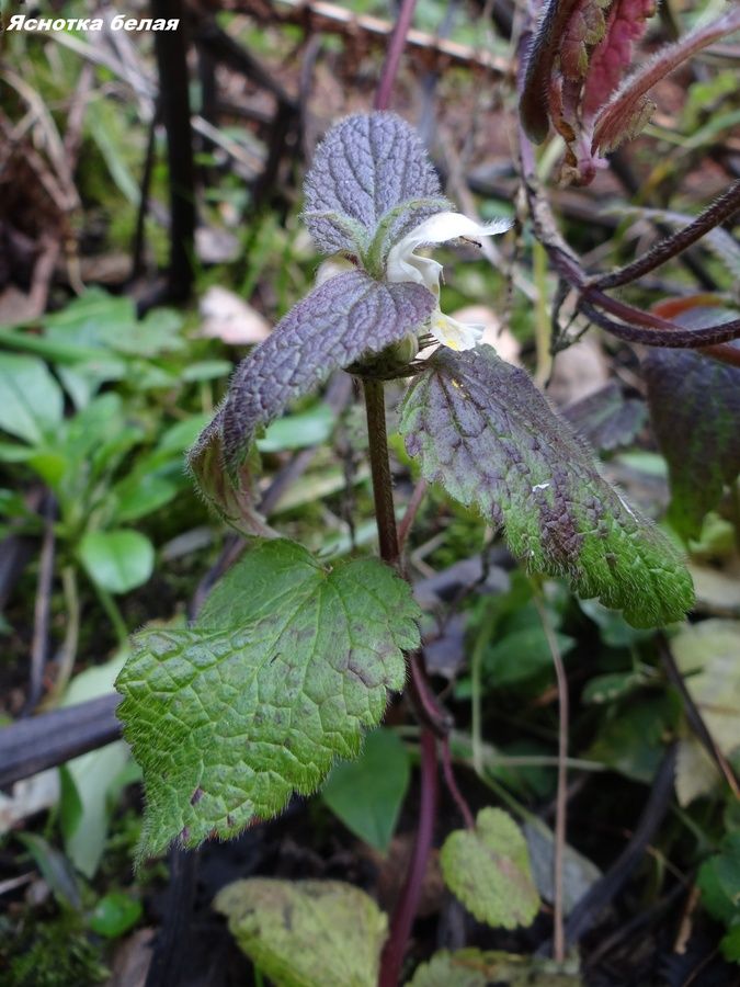 d50bdd8a0d47d292b9c6a1fd9342f924.jpg d50bdd8a0d47d292b9c6a1fd9342f924.jpg