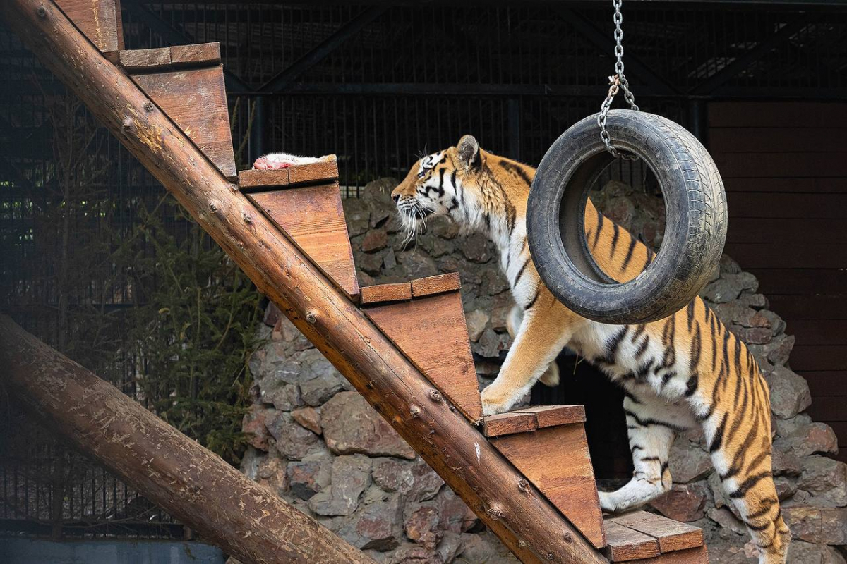 В красноярском «Роевом ручье» планируют получить потомство от амурских тигров.jpg