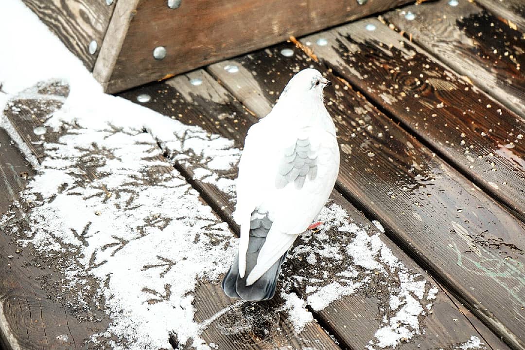 снегопад 1.jpg