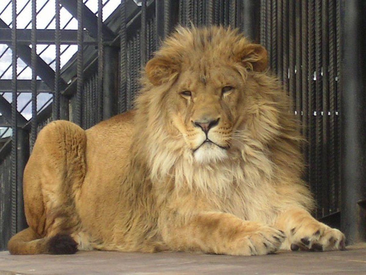 зоопарк лев