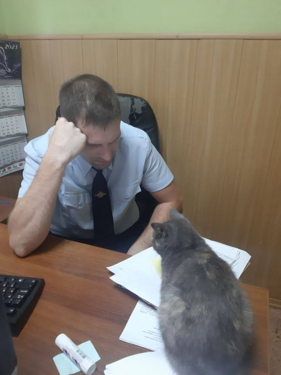 В Красноярске полицейские ищут хозяев потерявшейся кошки.jpg