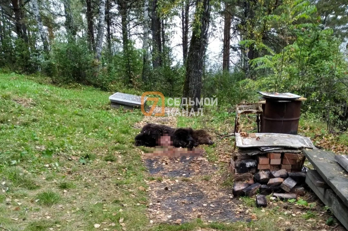 МедведьСБлюром.jpg МедведьСБлюром.jpg