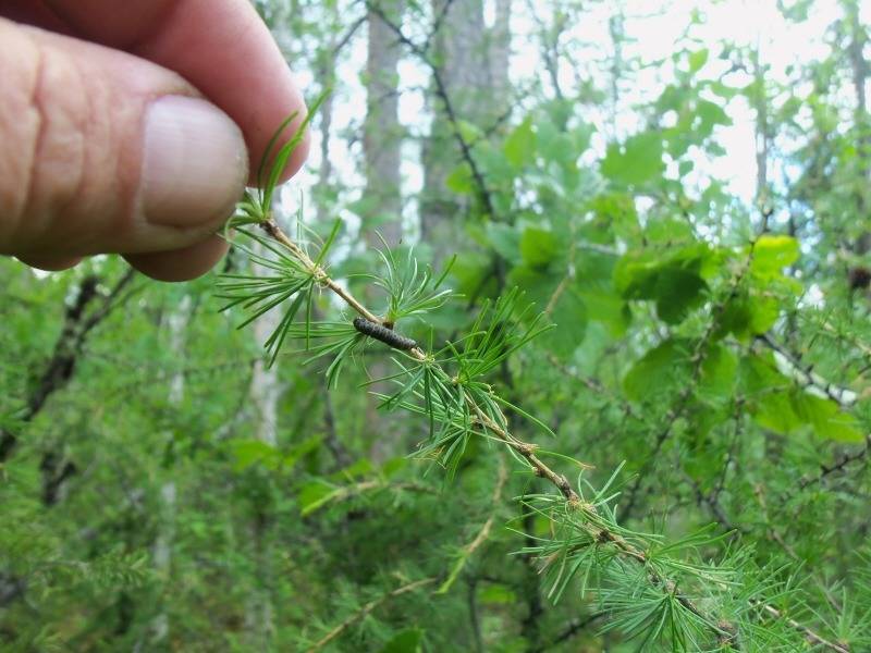 эвенкия 1.jpg эвенкия 1.jpg