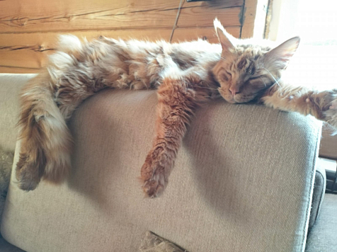 Под Красноярском застрелили домашнего кота породы мейн-кун. Фото, видео: «7 канал Красноярск»