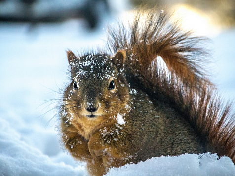 В Железногорске ищут ловца белок. Фото: <a href="http://yandex.ru/clck/jsredir?from=yandex.ru%3Bimages%2Fsearch%3Bimages%3B%3B&text=&etext=9114.t10rjsQIV34fdRAGhMATvOaAQ0T9bJelMa4O7en1UYxeZ5AooeMmrzQMnTcCeC6y.a69668dcb9e08ea100435f872b2ba9d210e5edff&uuid=&state=iric5OQ0sS1mPitaa3mxJE61AVKS1Y9siPMmVFsWPIWEtrEgMmapww,,&data=eEwyM2lDYU9Gd1VROE1ZMXhZYkJTZGdaQW56aWlFdEVHRFdENU54dnUtNkRsUE5MOTJFZ2FjUGJVRlNOdURZSzQxOGtMNkhLTHdtYnlzeXN0clR1Tmk4TG9LUl9kTmNhZ0dVSTNERy1ZS1g2eVhBTHlEWlBrN3JIelNyaC1namNYUmItZTZ2SW9QRU1UdTQ2MUNXd3l5M3ZtRF9kTUplZjdnRHpIcEc4czhtMjV4MGEyTk1DYVdlYm1iNmZUYUp2Zkd5RDJIV1RKYmRvMm44Q3RyZ2czdi1BMlN3WFNTSi1adV9JbUEzRkEwa1ZVQk1wR0lvT0tyaTlmQ3RseXFveHdEVWlBNExYZ0xJN1BMZWVyMGZSMGZPM1pGRE5ET1RuVHVDaEpTSzEzT0o0Vm5mRFFsQVY5Zyws&sign=8091c9167db20ef816f4779d9dac7bee&keyno=IMGS_0&b64e=2&l10n=ru" target="_blank">1zoom.ru</a>