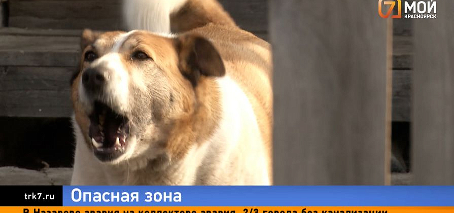 Карантин из-за бешенства в Емельяновском районе ввели после укуса лисы