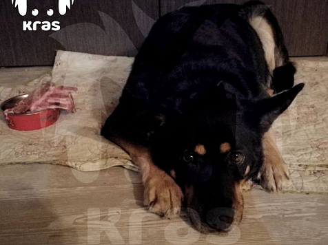 В Красноярске неизвестный выстрелил в собаку дротиком у въезда на кампус СФУ. Фото: KrasMash. Погибшая собака Найда